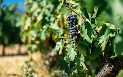 Technico-commercial viticulture (H/F)
